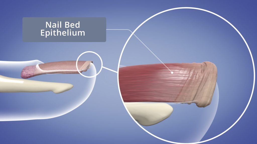 Biểu mô nền móng