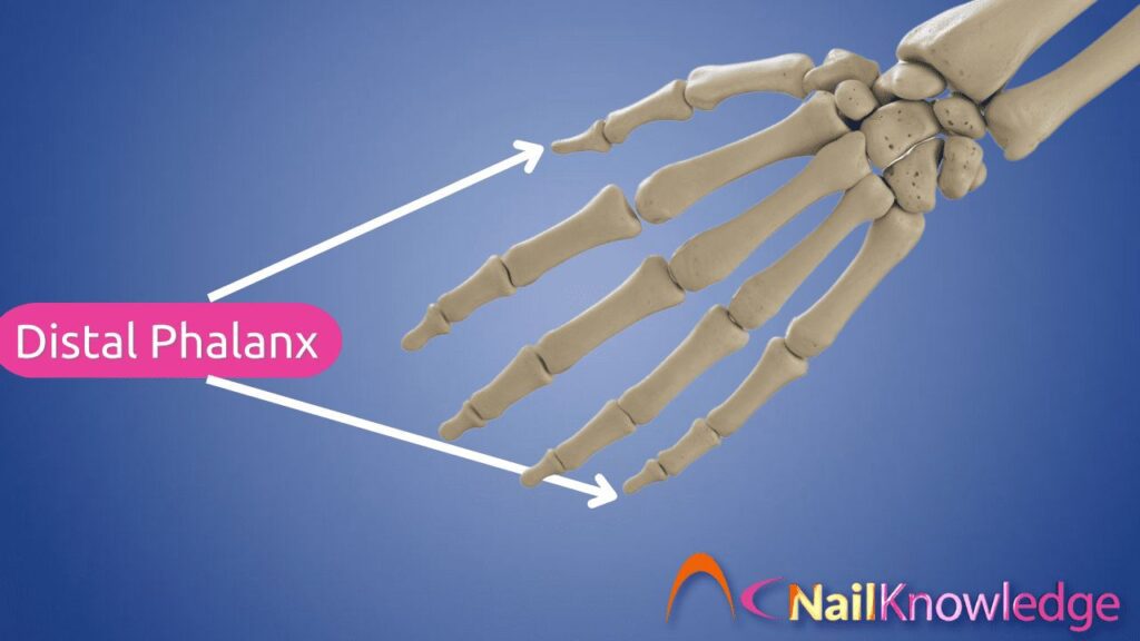 Falange Distal