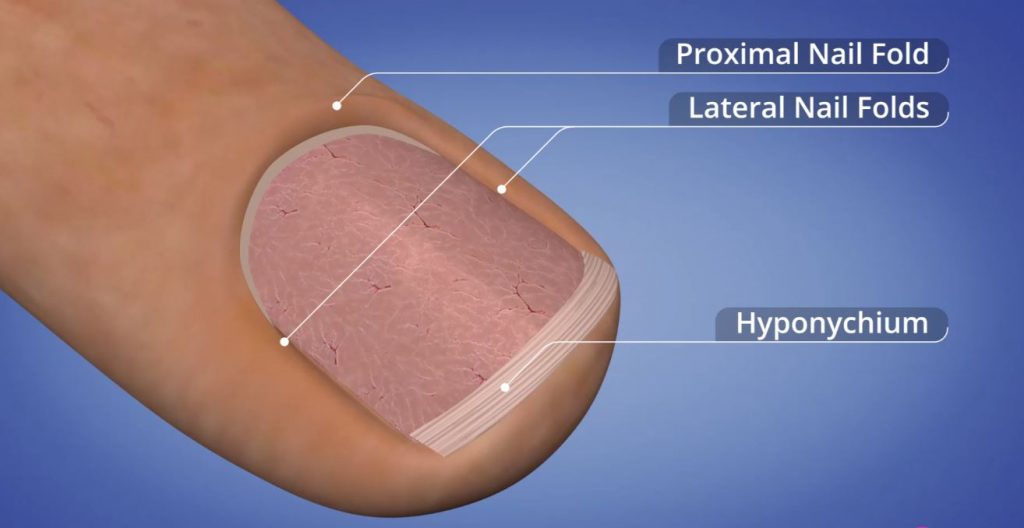 As vedações de pregos da unidade de pregos