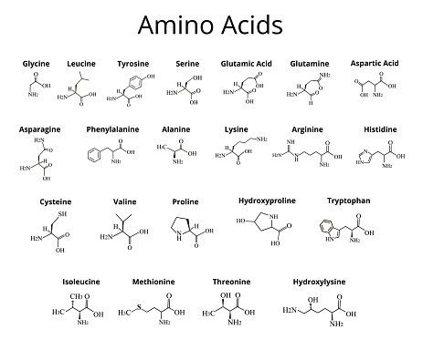 Amino acids