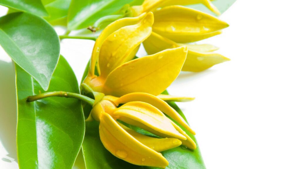 ylang-ylang