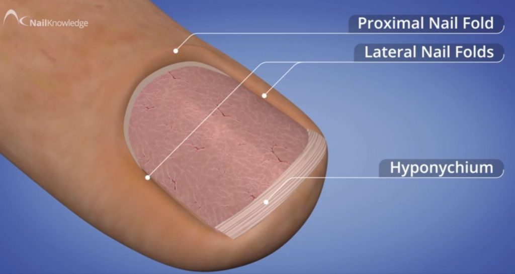 vedações de unhas guardian