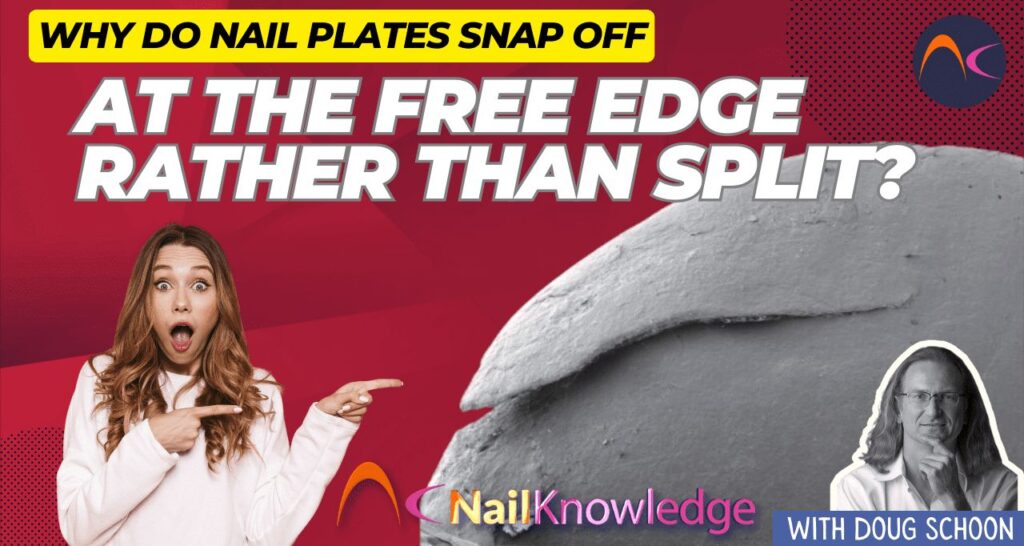 Why do Nail Plates Snap off at the Free Edge Rather than Split?