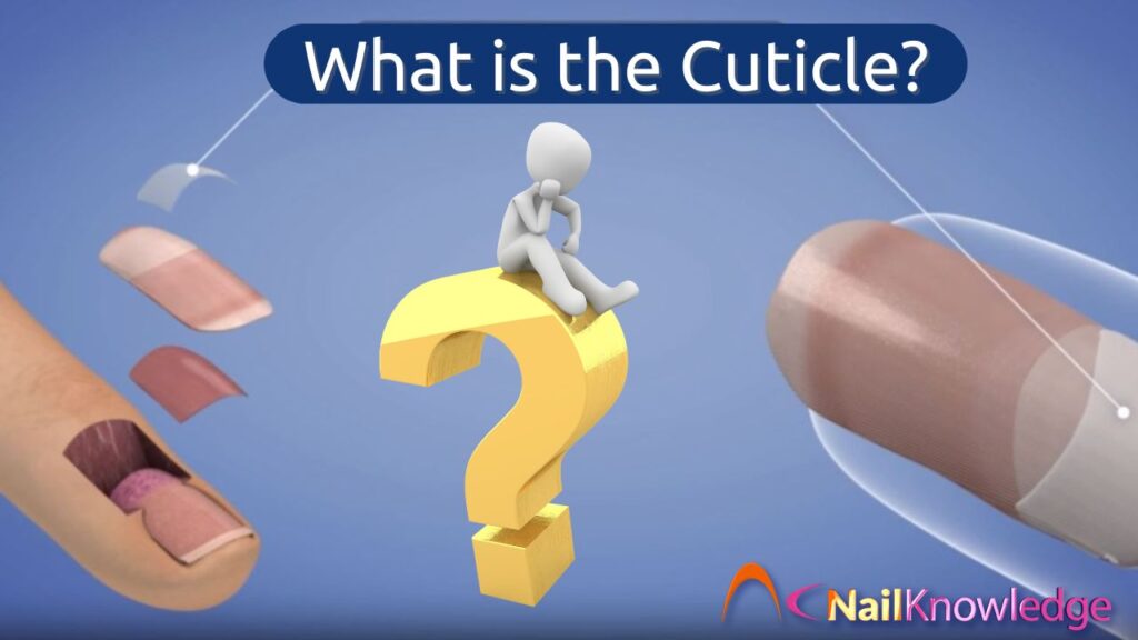 What is the Cuticle